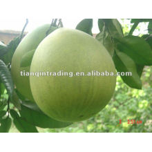 exportar pomelo